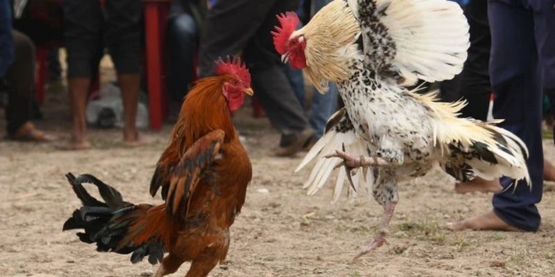 Lời khuyên từ các sư kê lão làng